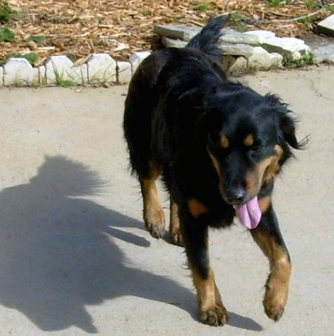 EnglishShepherdPuppyPurebredDogBlackTanAxl.jpg