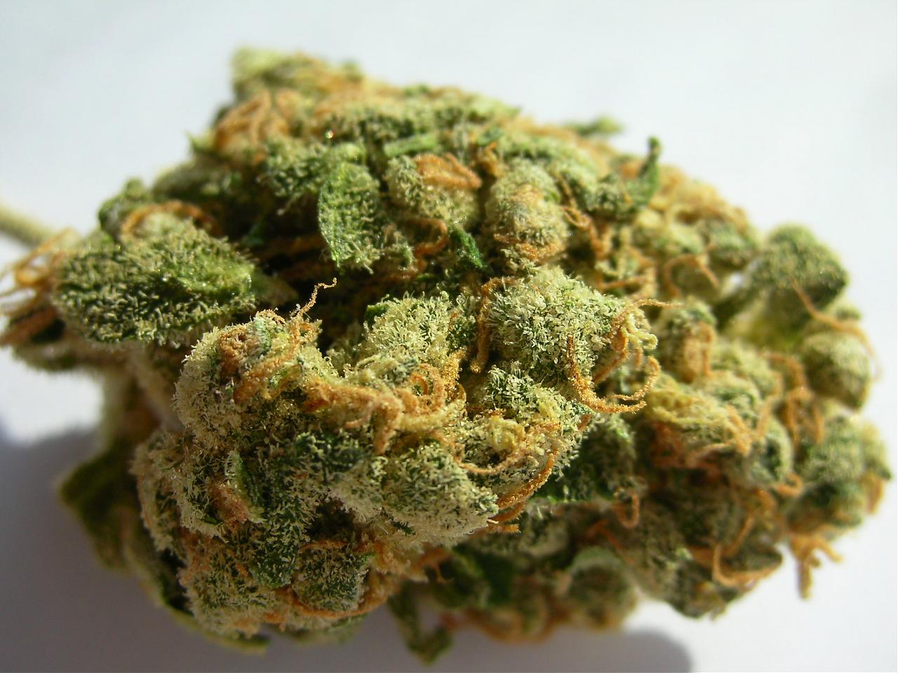 jackherermarijuanastrain.jpg