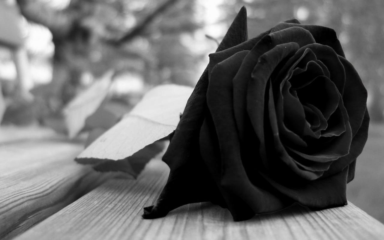 mourning_rose_sad_black_nature_flowers_hd-wallpaper-1262935.jpg