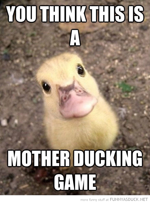 funny-duckling-staring-think-mother-ducking-game-pics.jpg