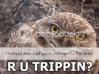 owl-trippin1.jpg