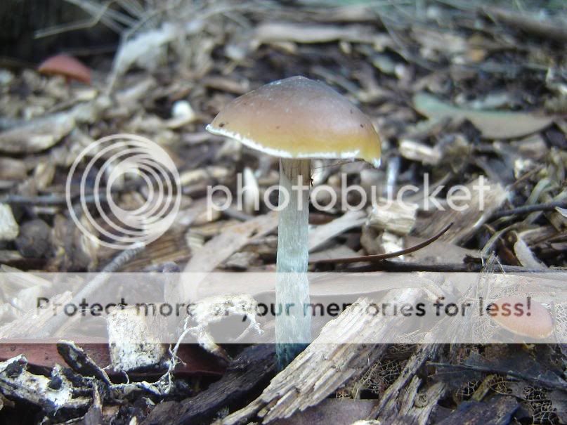fungi18.jpg