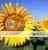 aus_sunflowers.jpg