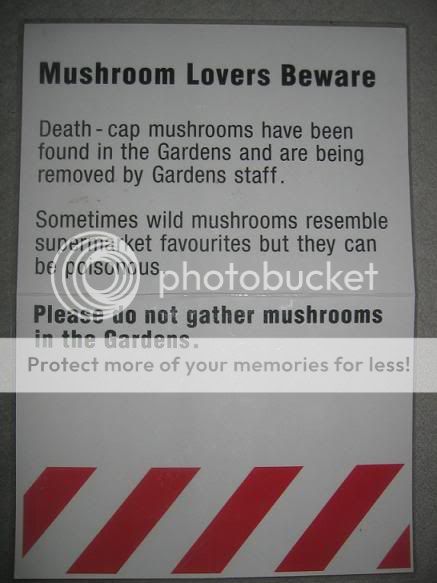 MushroomPoster.jpg