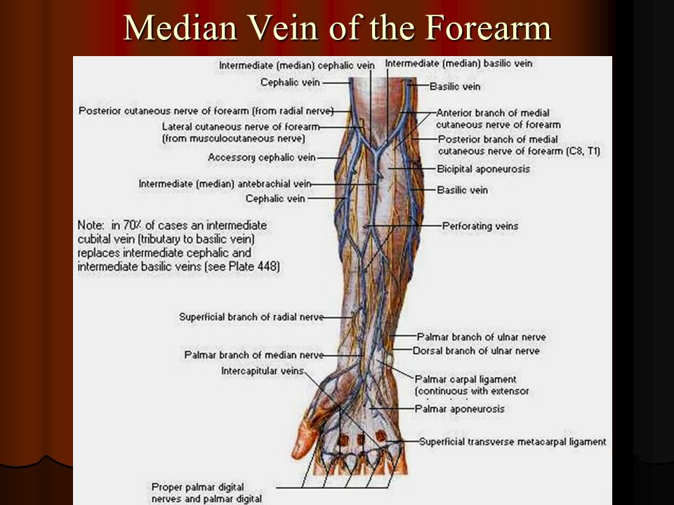 Median+Vein+of+the+Forearm.jpg