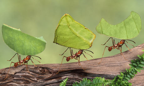 Leaf-cutter-ants-Atta-cep-003.jpg