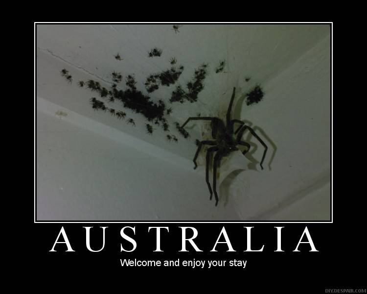 australia-spider-welcome.jpg