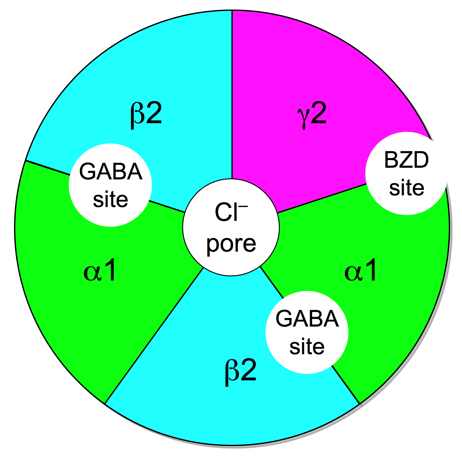 GABAA-receptor-protein-example.png