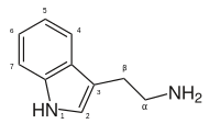 200px-Tryptamine_structure.svg.png