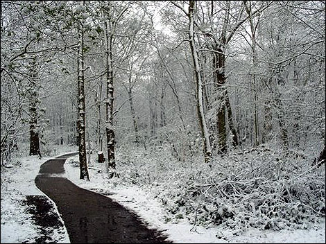 snow_norsey_woods_470_470x352.jpg