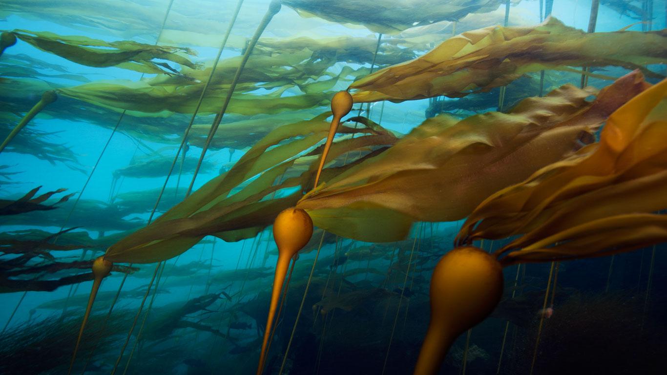 A-bull-kelp.jpg