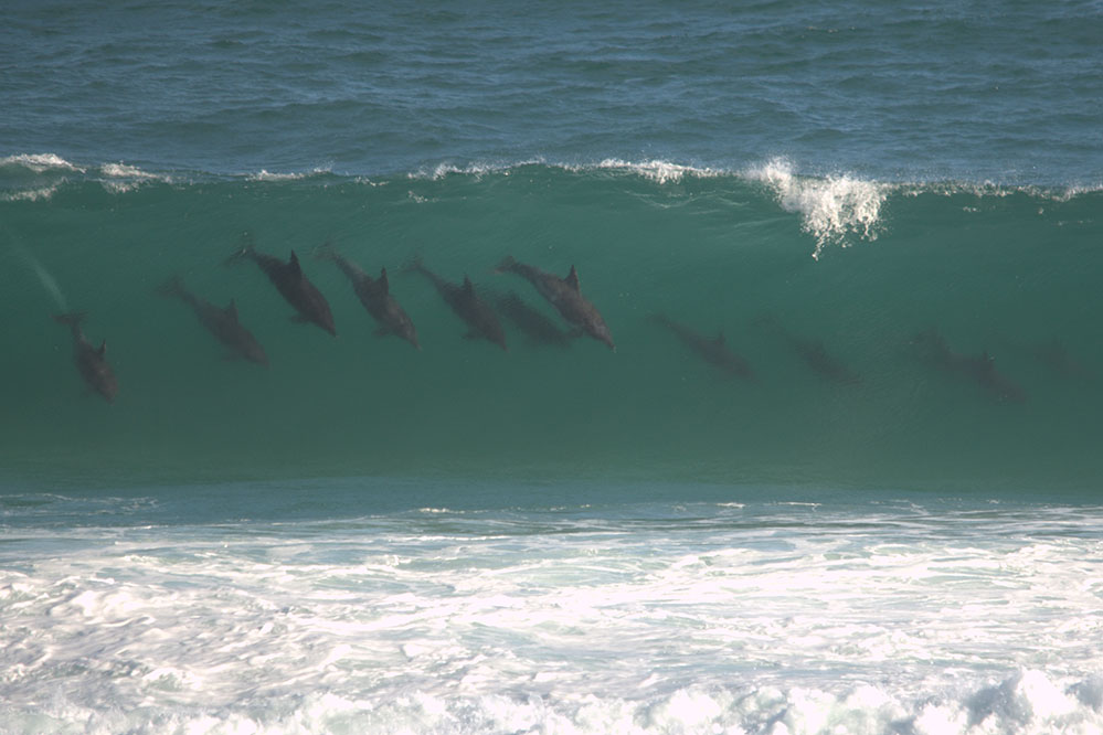 surfingdolphins@2x.jpg