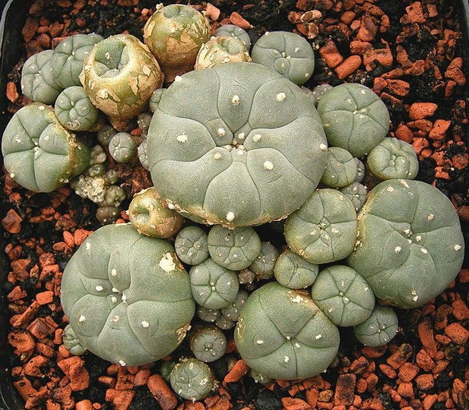 peyote mescaline cactus
