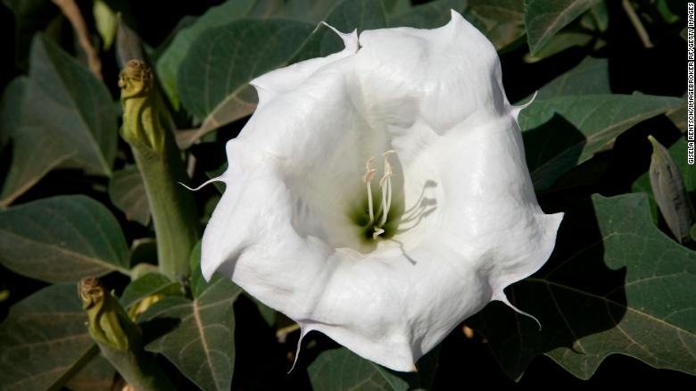 When the sacred datura (Datura wrightii) blooms, it has a distinctive pinwheel shape. This one is from the Valley of Fire in Nevada.