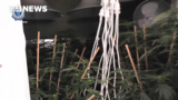Two charged after cannabis plants worth more than $3 million seized