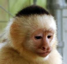 Image result for Capuchin