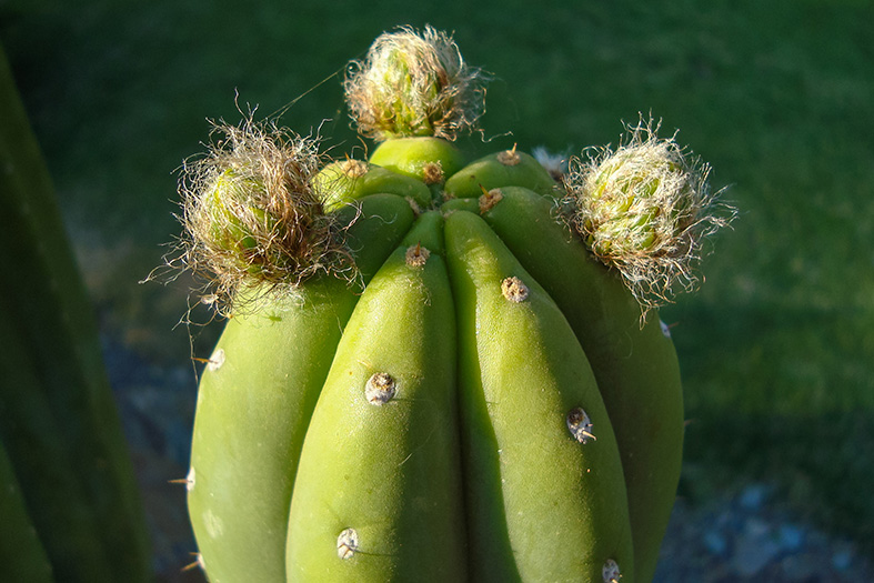 Echinopsis-Pachanoi-1.jpg