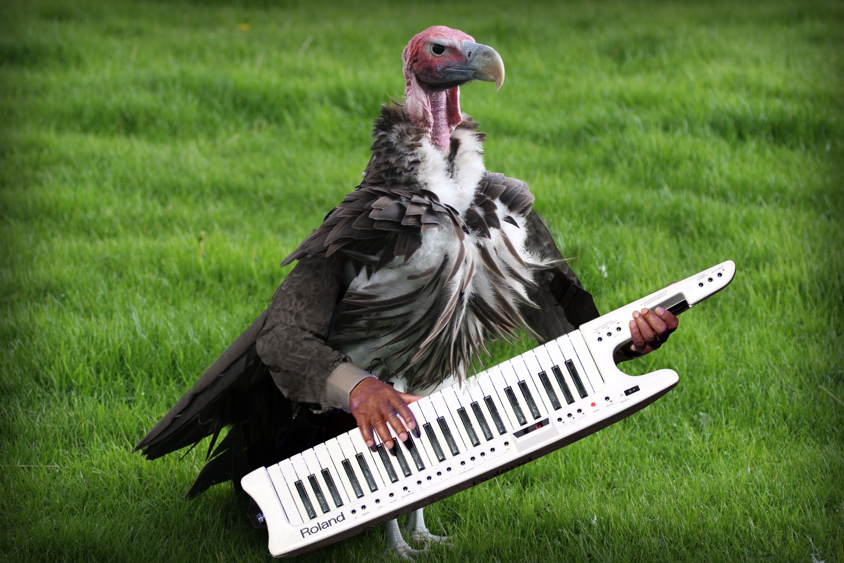 Keytar vulture | Photoshopped animals, Weird animals, Funny animals