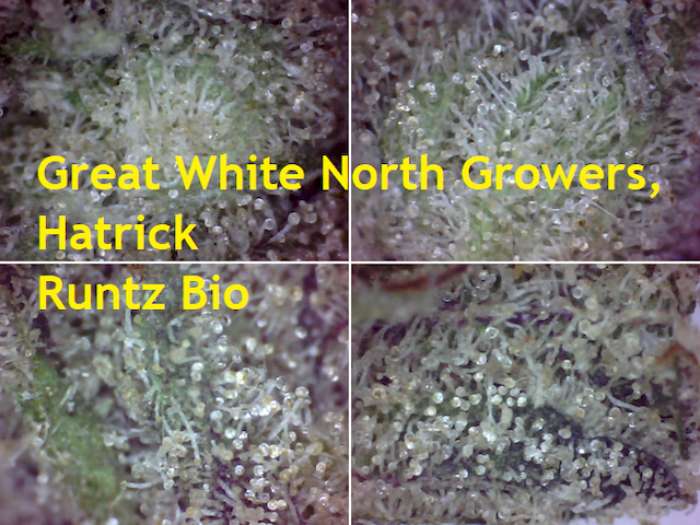 2-Aroma-Taste-SQd-C-Great-White-North-Growers-Hatrick-Runtz-Bio-640x480.png