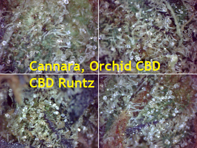 1-Texture-SQd-C-Cannara-Orchid-CBD-CBD-Runtz-640x480.png