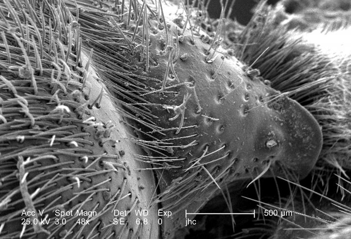 surface-of-the-exoskeleton-which-are-really-not-hairs-as-in-the-mammalian-sense-725x493.jpg