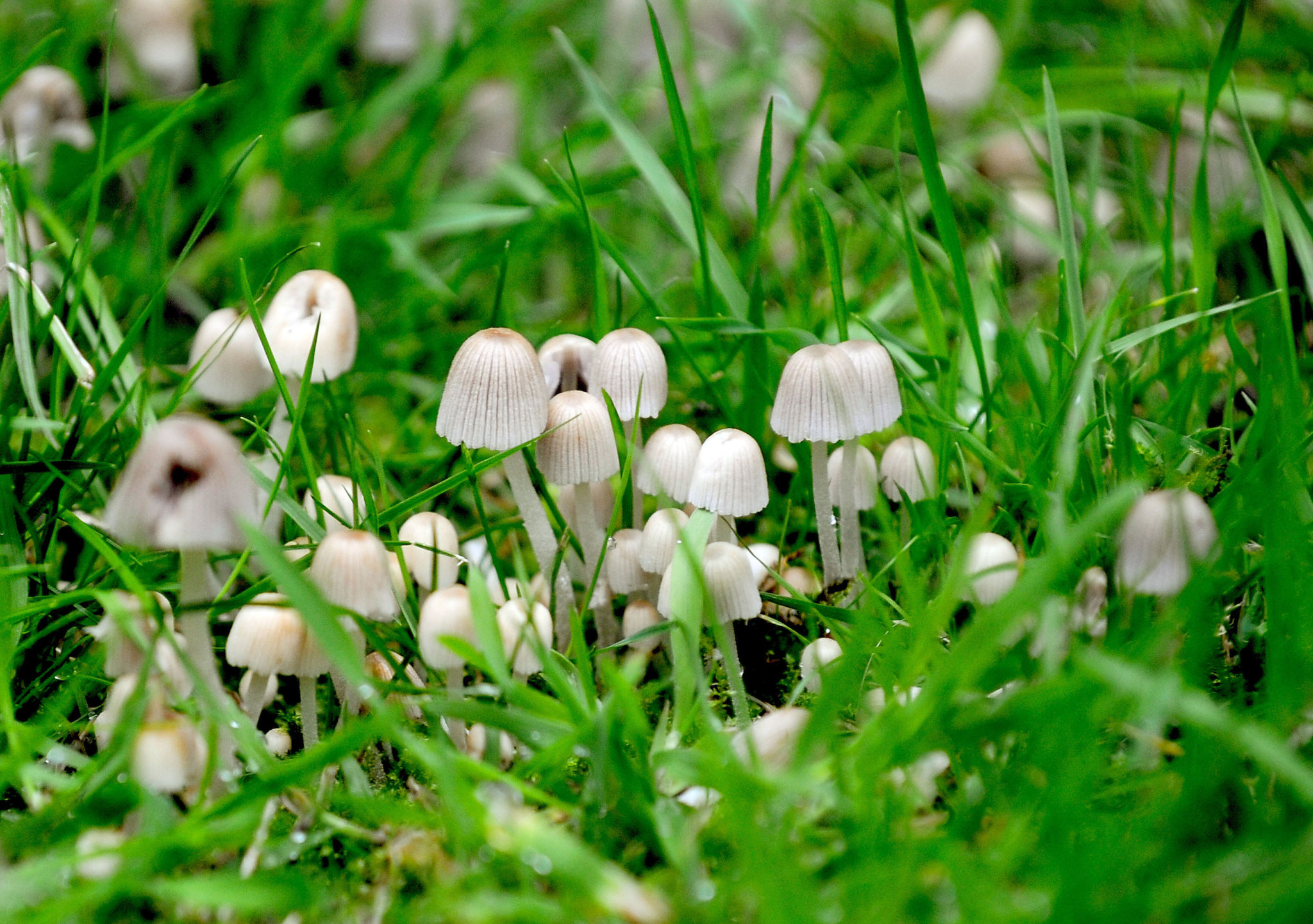03xp-mushroom-superJumbo.jpg