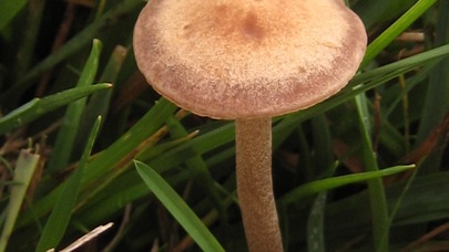 ultimate-mushroom.com