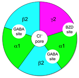 275px-GABAA-receptor-protein-example.png