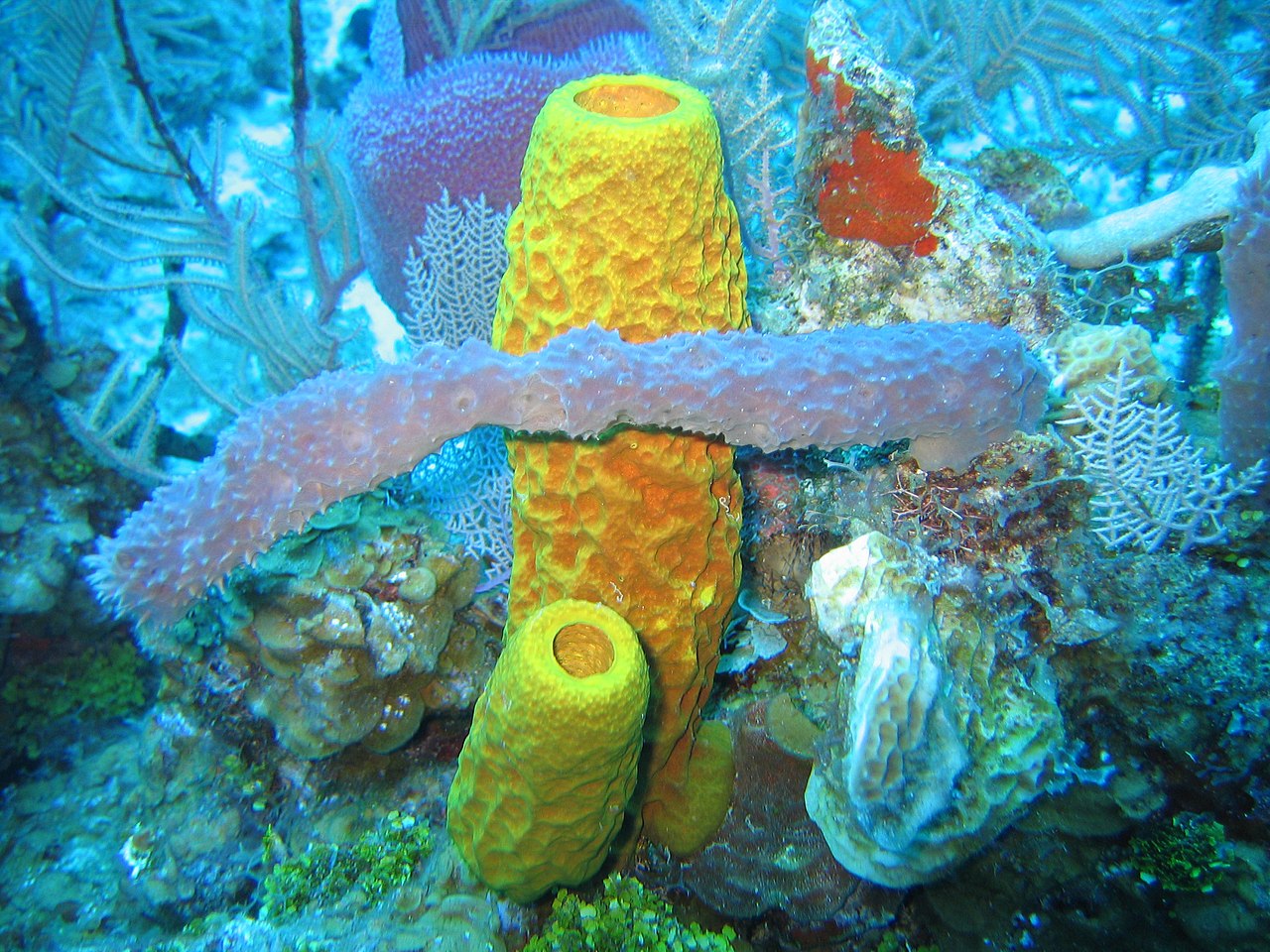 1280px-Sponges_in_Caribbean_Sea%2C_Cayman_Islands.jpg