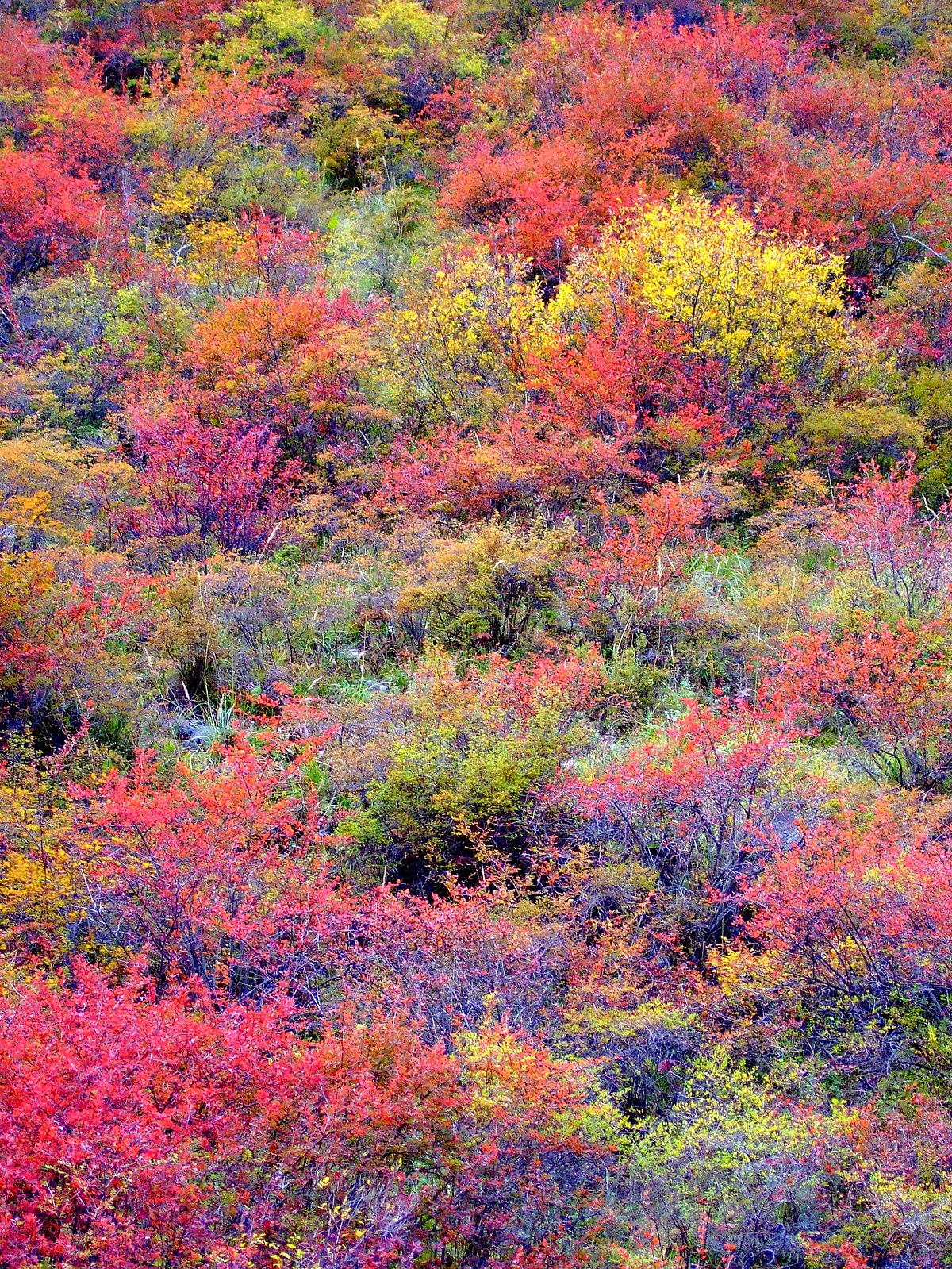 1200px-Autumn_colours.jpg