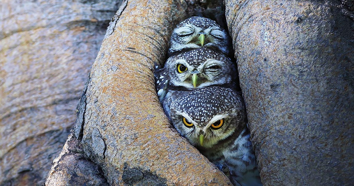 adorable-bird-animal-owl-photography-sasi-smith-fb.jpg