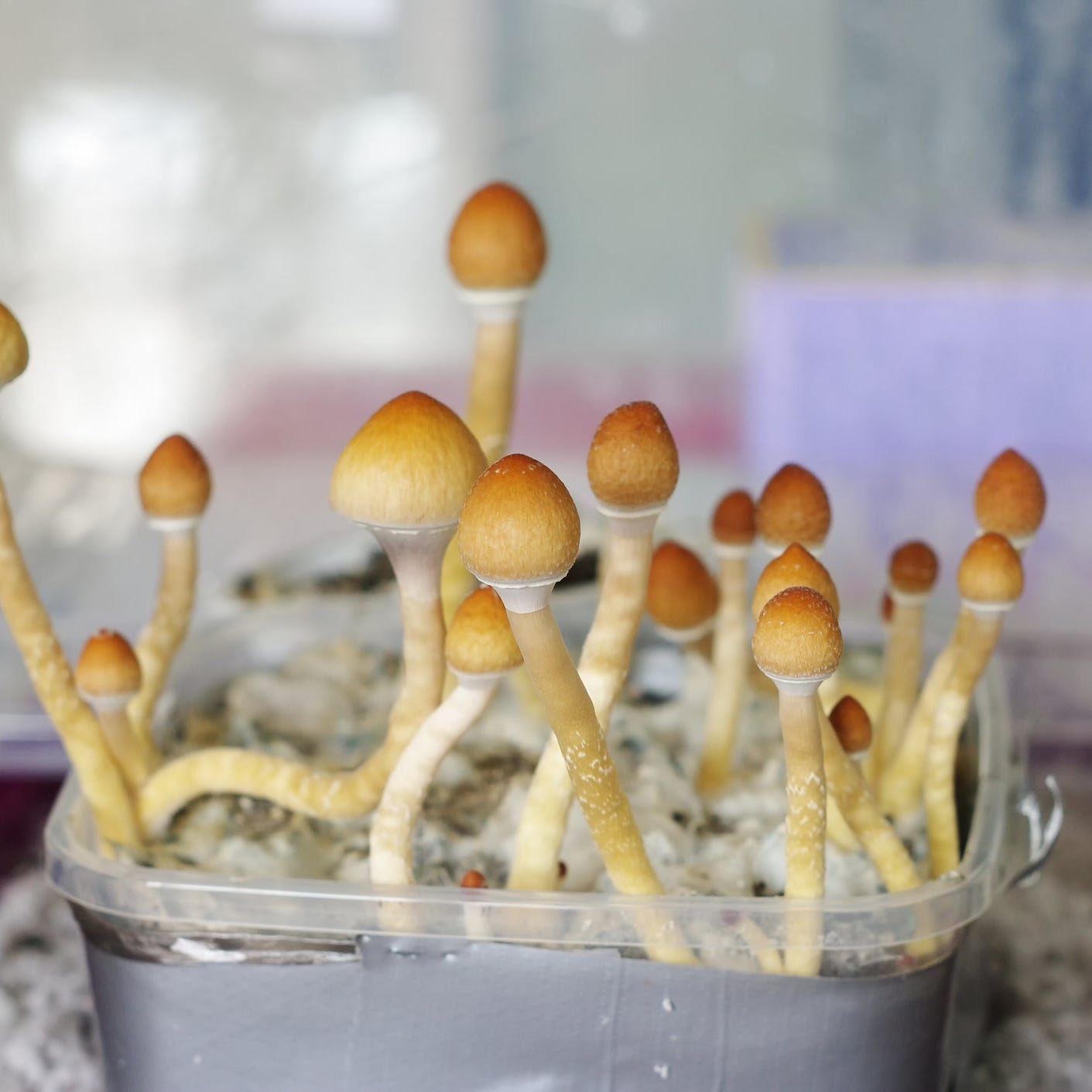 MotleyFool-TMOT-f086f8df-magic-mushrooms.jpg