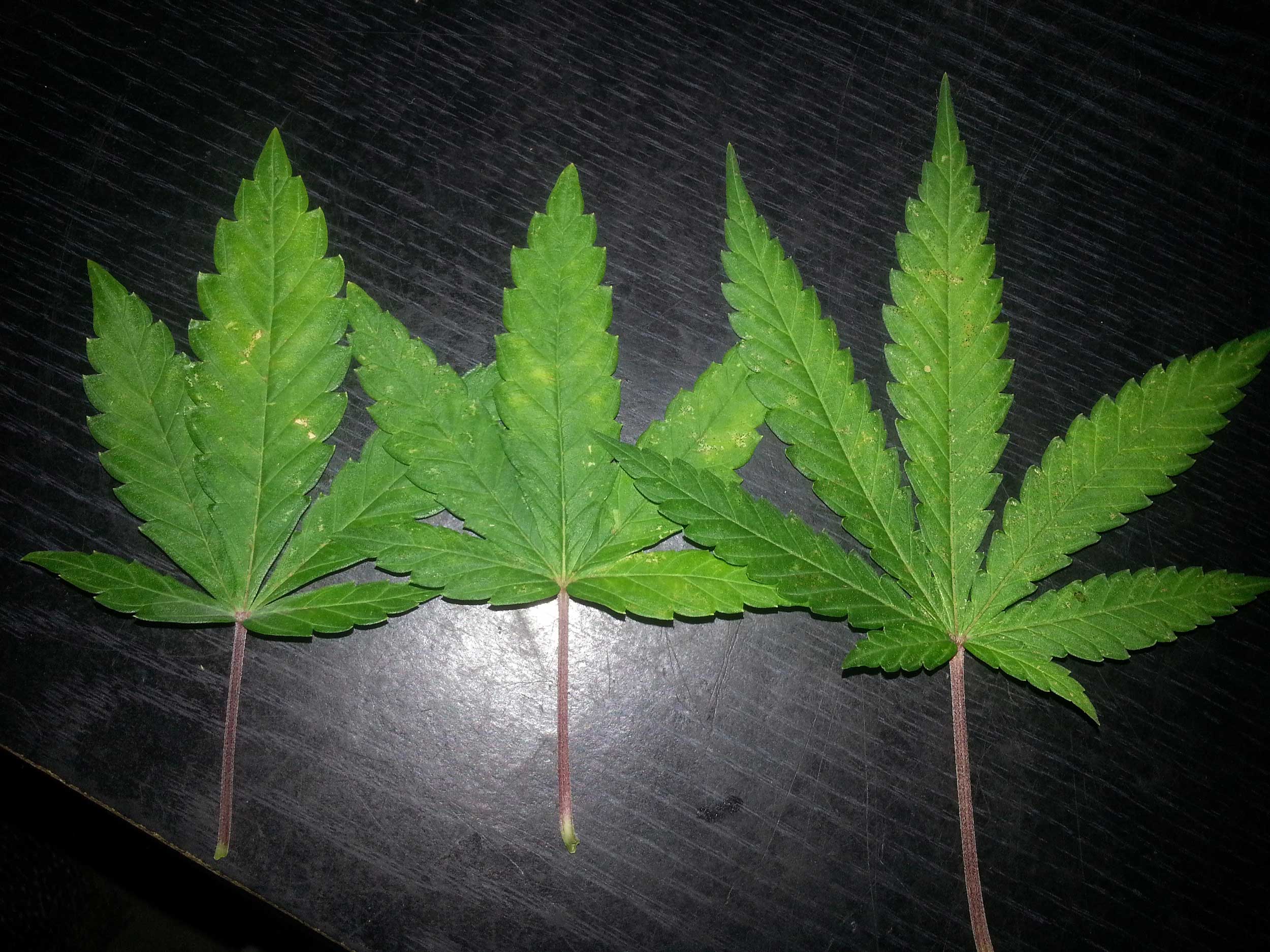 cannabis-leaf-damage-from-thrips.jpg