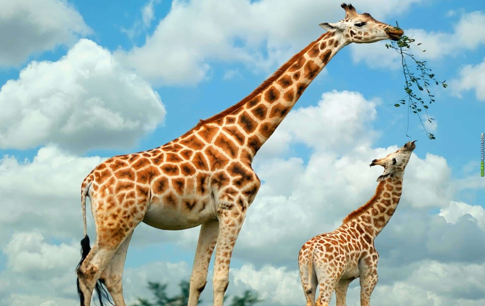giraffe-eating.jpg