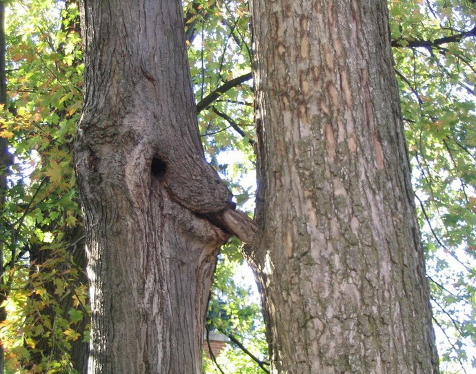 Tree%20giving%20a%20blowjob%20to%20another%20tree.jpg