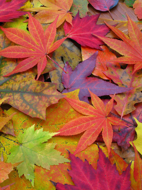129478-Colorful-Autumn-Leaves.jpg