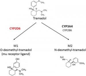 300px-Tramadol_enzyme.jpg