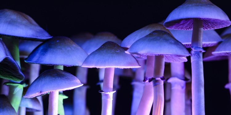 magic-psilocybe-mushrooms-750x375.jpg